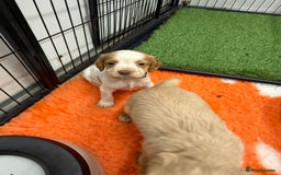 Cocker Spaniel dogs for sale: Working cocker spainel puppies  - Advert 26