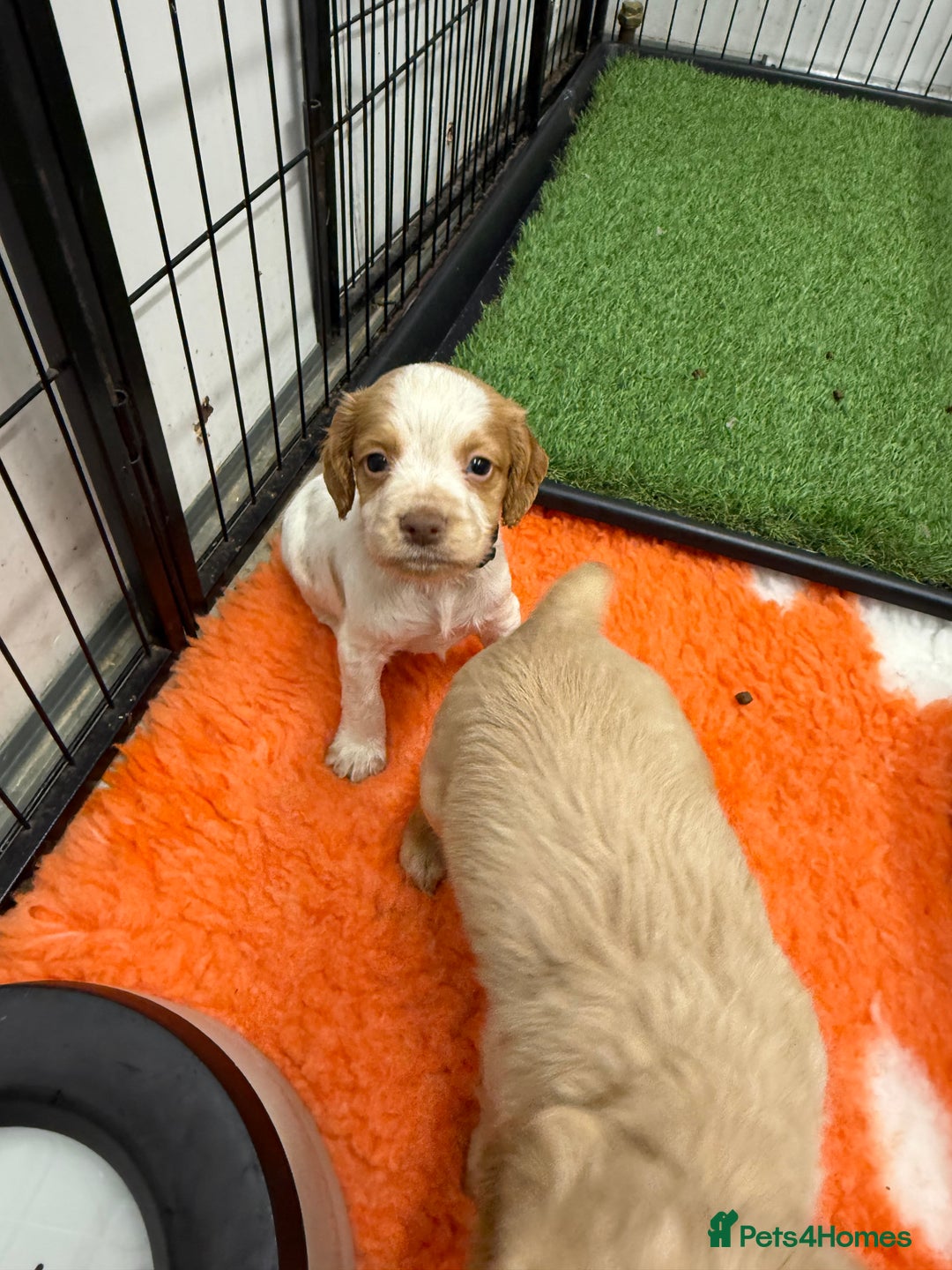 Cocker Spaniel dogs for sale: Working cocker spainel puppies  - Advert 26