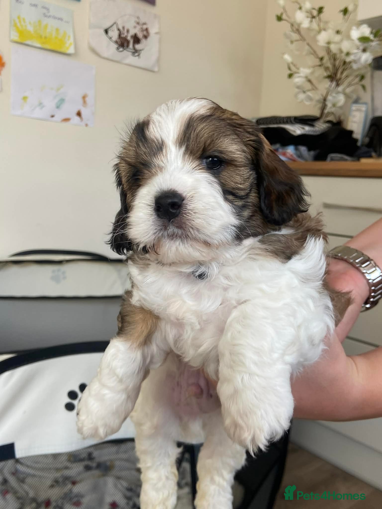 Mixed Breed dogs Adorable shihipoo family raised! - Advert 8