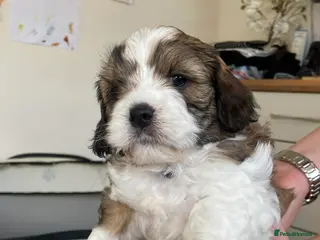 Mixed Breed dogs Adorable shihipoo family raised! - Advert 8