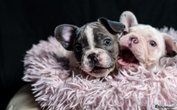 French Bulldog dogs for sale: 2 🟪 French bulldog mums carries fluffy‼️Ready now - Advert 8