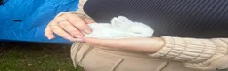 Mini Lop rabbits for sale: Beautiful baby mini lops  in Waltham Cross - Advert 7