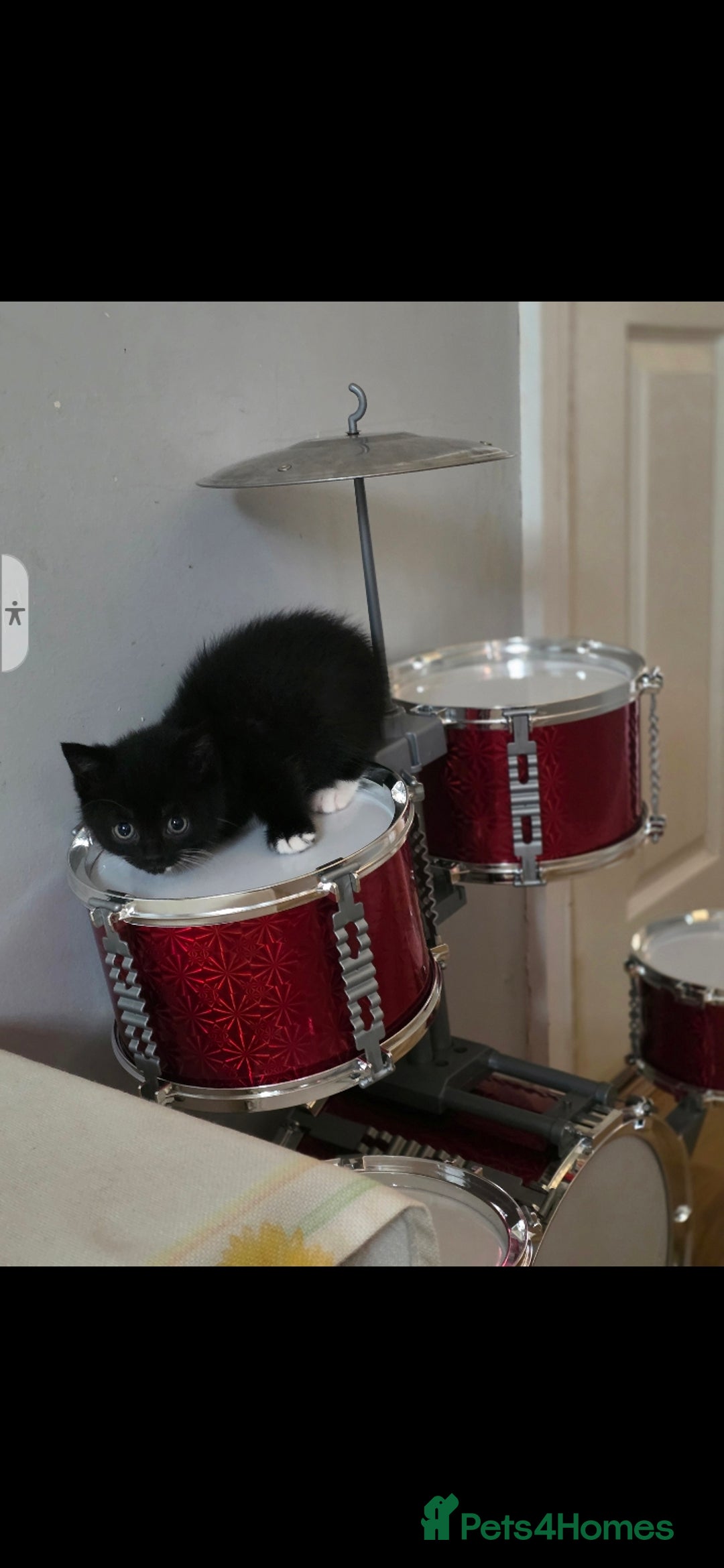 British Shorthair cats for sale: Lovely kittens  - Image 26