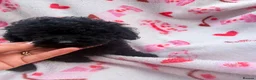Toy Poodle dogs for sale: Beautiful Toy Poodle Puppies  - Advert 6