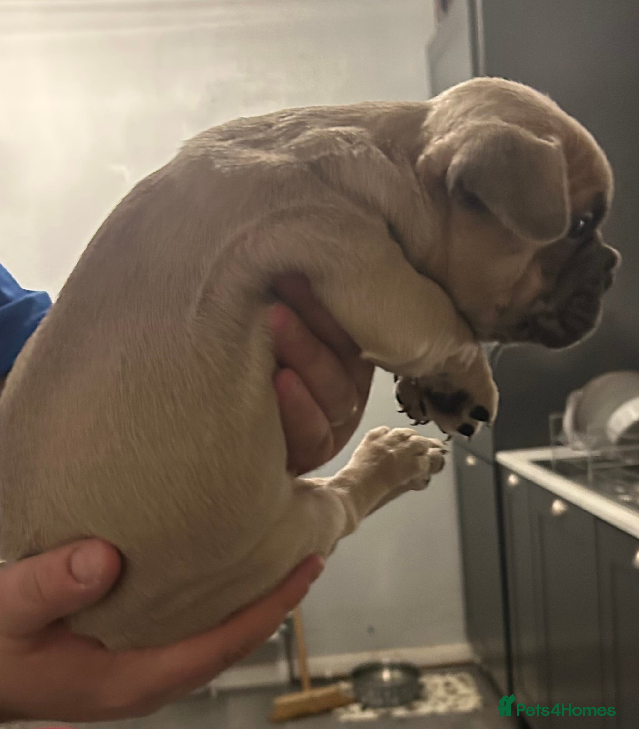 French Bulldog dogs *LAST ONE* Stunning French Bulldog Puppies  - Advert 4