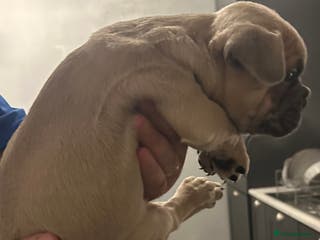 French Bulldog dogs *LAST ONE* Stunning French Bulldog Puppies - Advert 4
