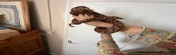 Boa Snake reptiles for sale: Brazilian Rainbow Boa - Advert 4