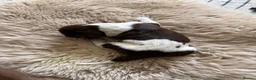 German Shorthaired Pointer dogs for sale: Litter of nine family raised GSPs  - Advert 25