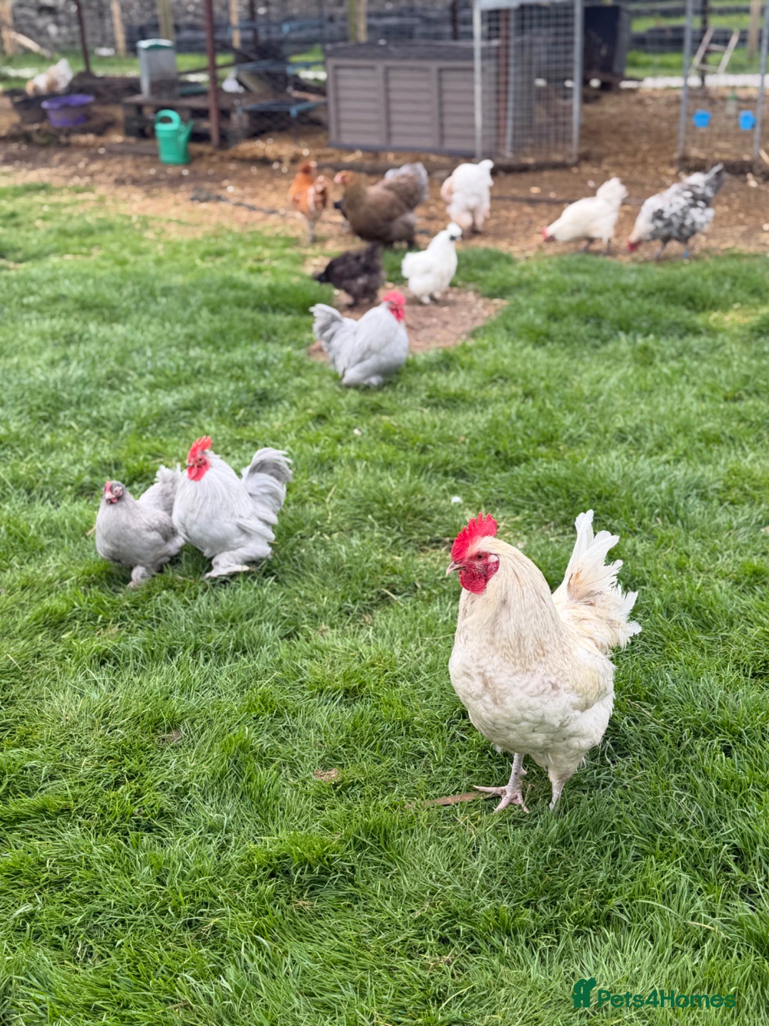 Chickens poultry Young chickens available  - Advert 2