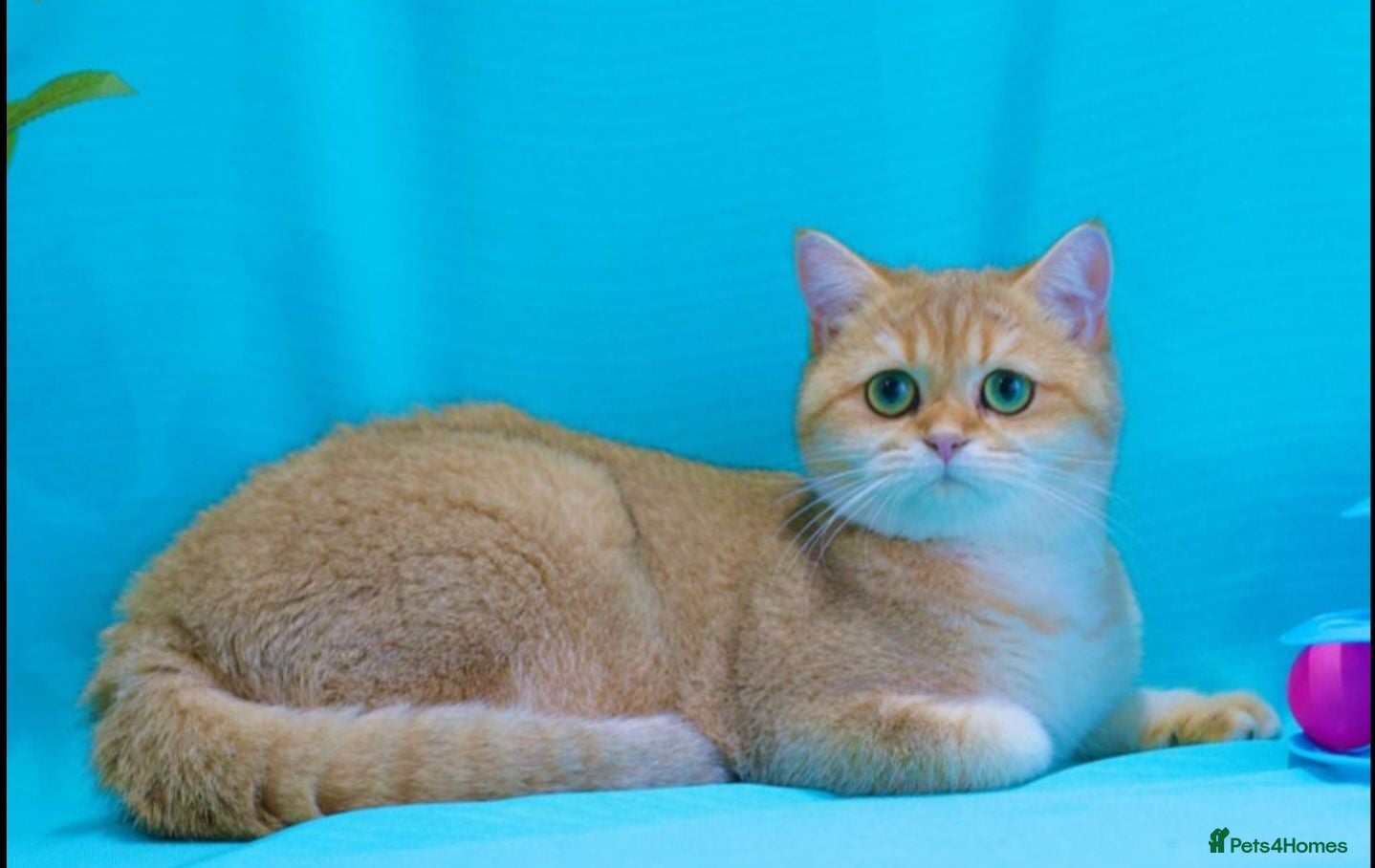 British Shorthair cats Rehoming  - Advert 2