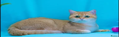 British Shorthair 1