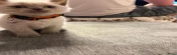 British Shorthair cats for sale: Beauty Blue British Shorthair champion bloodline - Advert 5