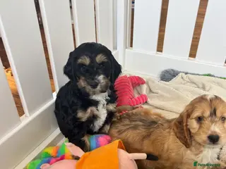 Cockapoo dogs F1 cockapoos boys available - Advert 2