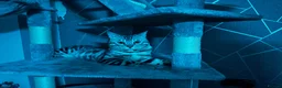 Bengal cats for stud: Juicy Jax - Advert 9
