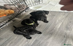 Mixed Breed dogs for sale: Frocker puppies for sale  - Image 13