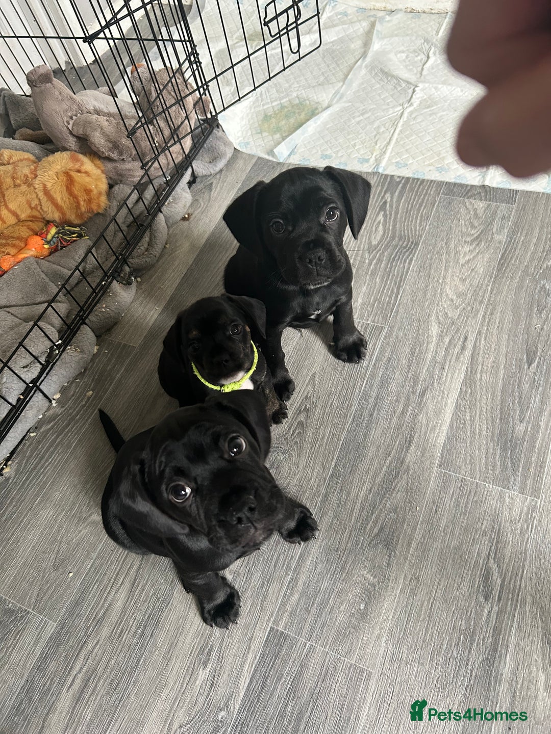 Mixed Breed dogs for sale: Frocker puppies for sale  - Image 13