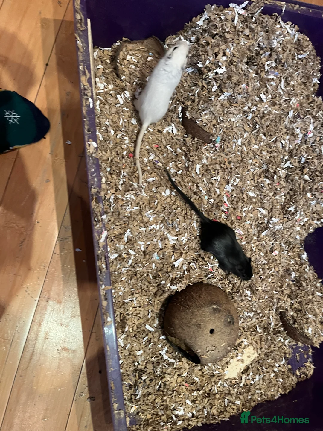 Gerbil rodents for sale: 2 gerbils for sale, in LONDON - Advert 2