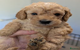 Australian Labradoodle dogs for sale: Adorable Miniature Australian Labradoodle Puppies - Image 13