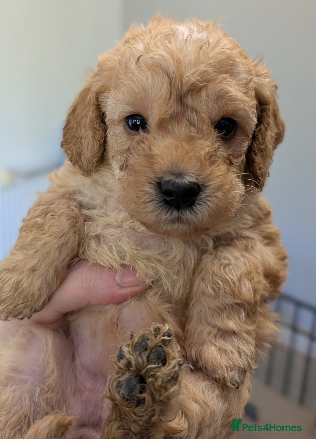 Australian Labradoodle dogs for sale: Adorable Miniature Australian Labradoodle Puppies - Image 13
