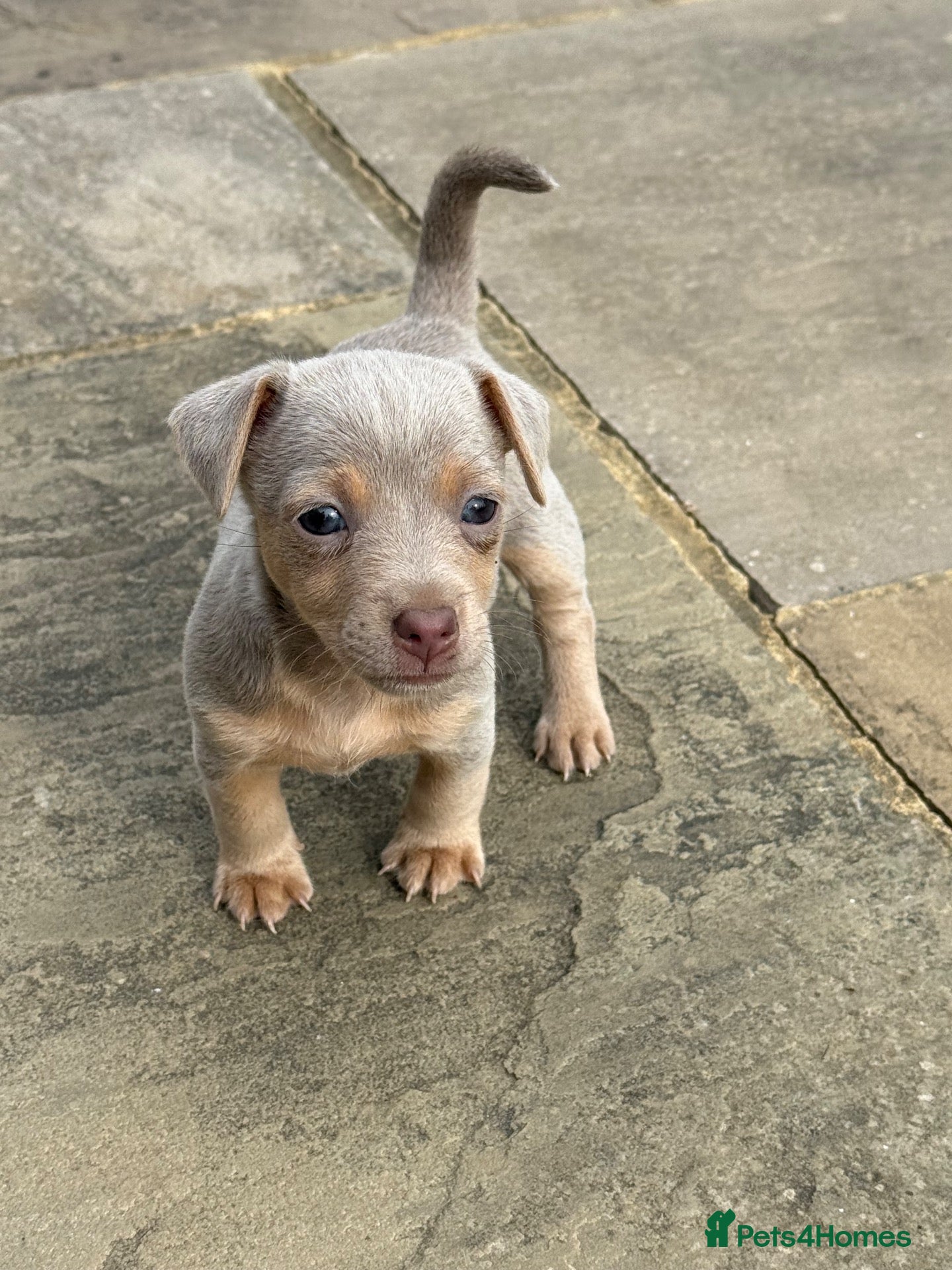 Jack Russell dogs Wenlock Jack Russells  - Advert 4