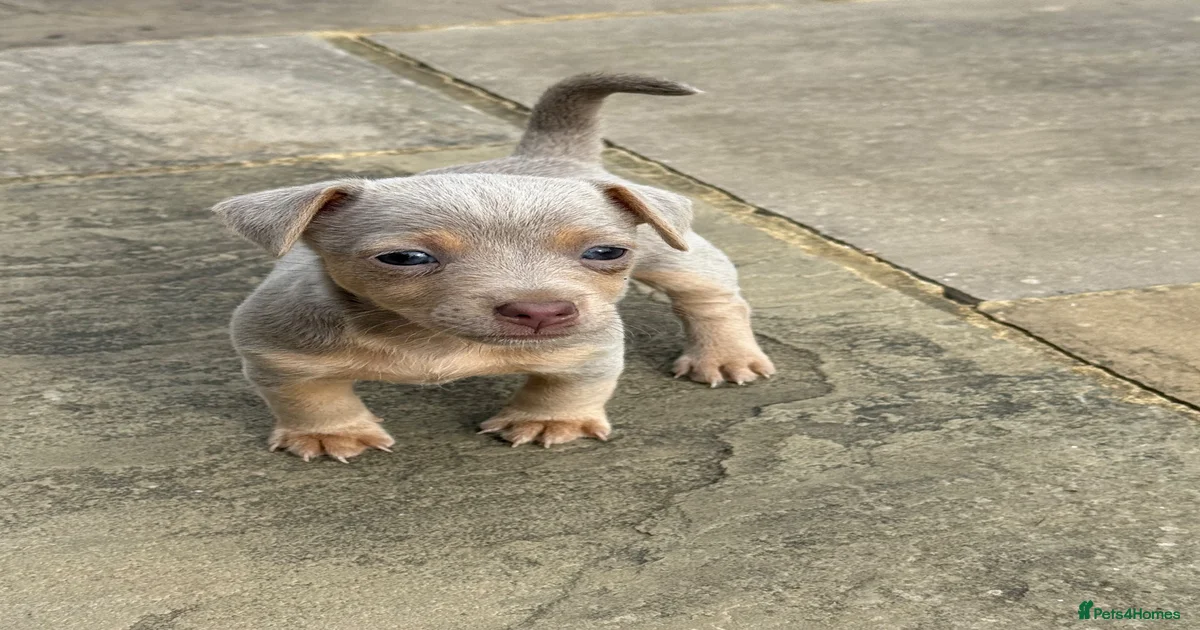 Brown terrier dog Puppies for sale | Pets4Homes