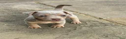 Jack Russell dogs for sale: Last One, Ready to go Wenlock Jack Russells  - Advert 10