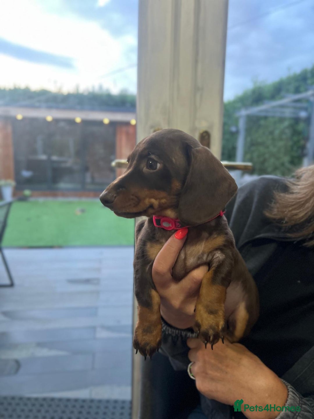 Miniature Dachshund dogs for sale: Miniature Daschunds  - Image 31
