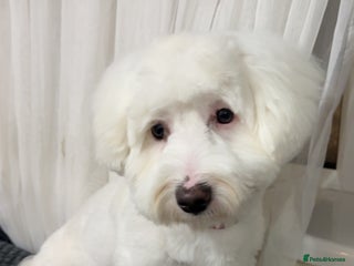 Mixed Breed dogs - Advert 1