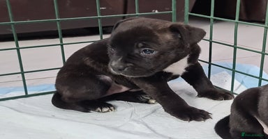Staffordshire Bull Terrier dogs Adorable KC champion bred black staffy puppy's  - Advert 9
