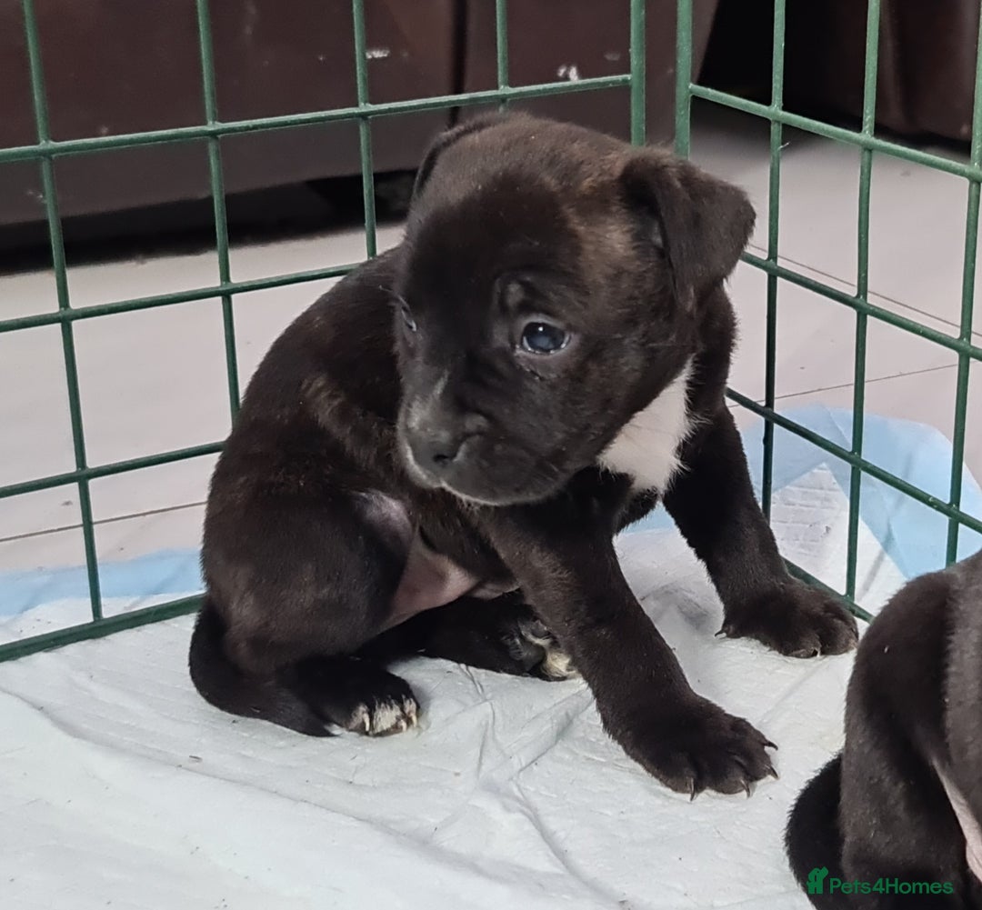 Staffordshire Bull Terrier dogs for sale: Adorable KC champion bred black staffy puppy's  - Advert 2