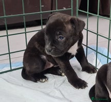 Staffordshire Bull Terrier dogs Adorable KC champion bred black staffy puppy's - Advert 3