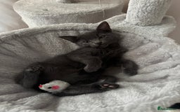 Bengal cats for sale: Missy - Image 1