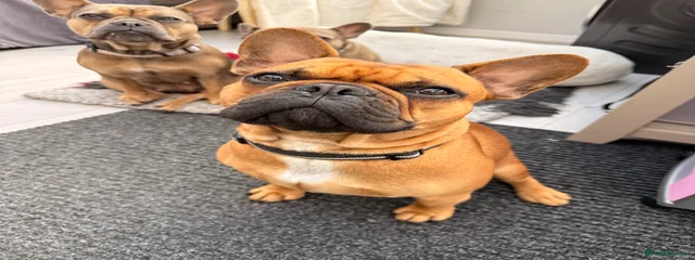 Samson