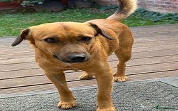Mixed Breed dogs for adoption: Cute Marshall looking for LOVE - Image 7