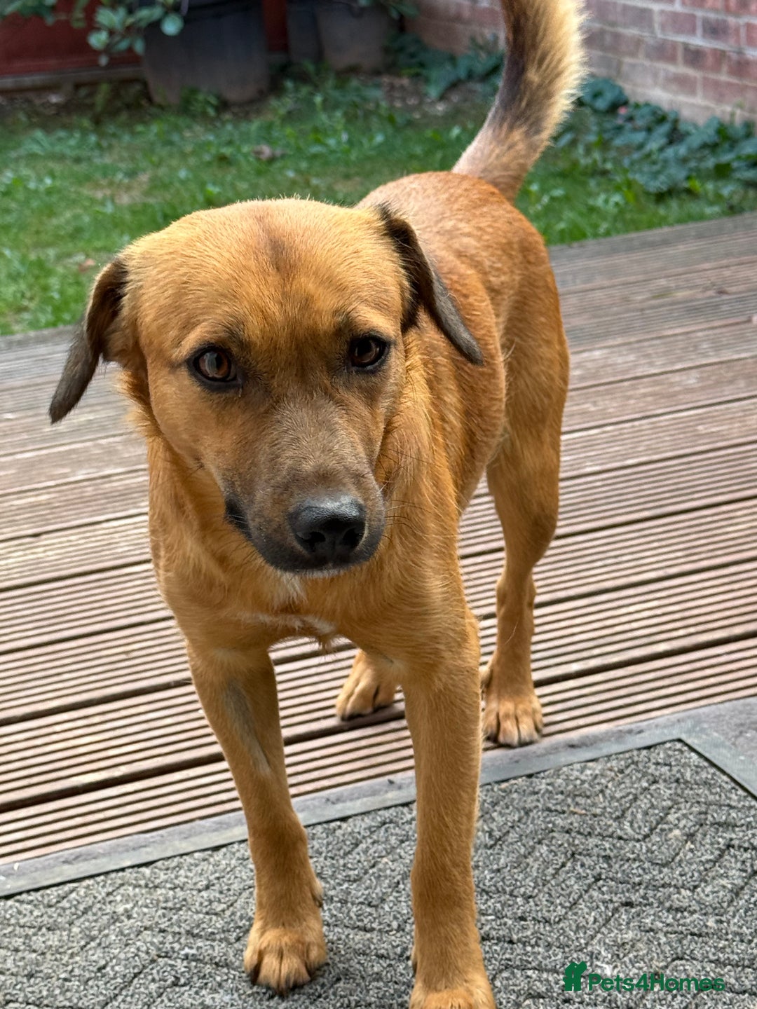 Mixed Breed dogs for adoption: Cute Marshall looking for LOVE - Image 7