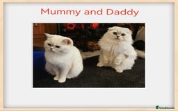 Scottish Fold cats for sale: Scottish Fold/Straight Kittens  - Image 10