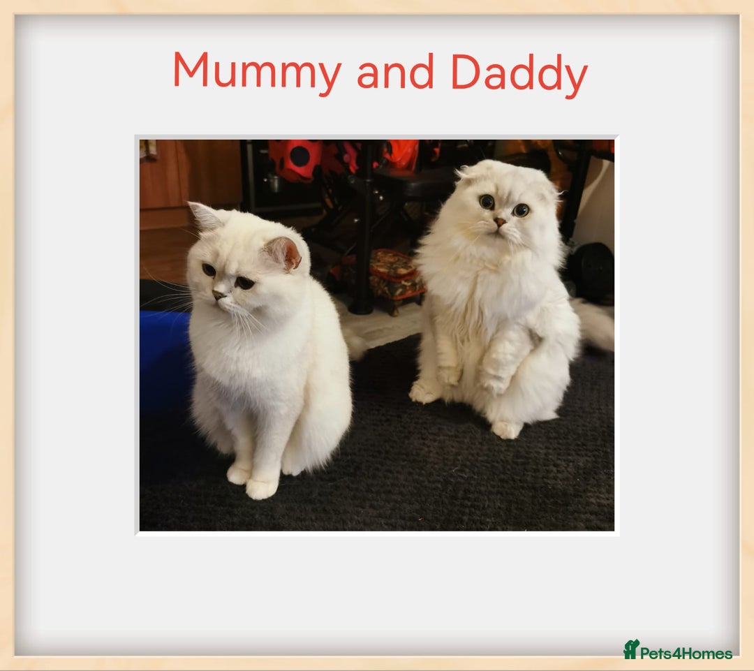 Scottish Fold cats for sale: Scottish Fold/Straight Kittens  - Image 10