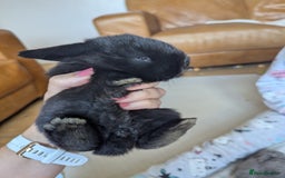 Mini Lop rabbits for sale: Beautiful mini lops, some have additional needs  - Image 4