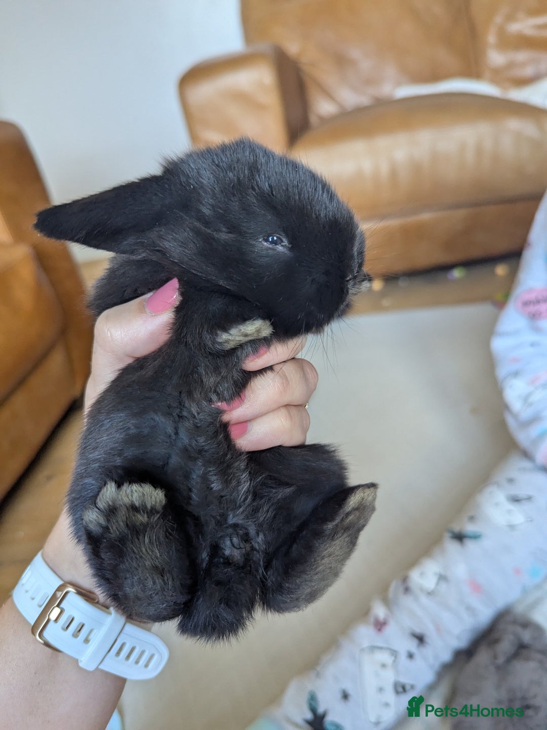 Mini Lop rabbits for sale: Beautiful mini lops, some have additional needs  - Image 4
