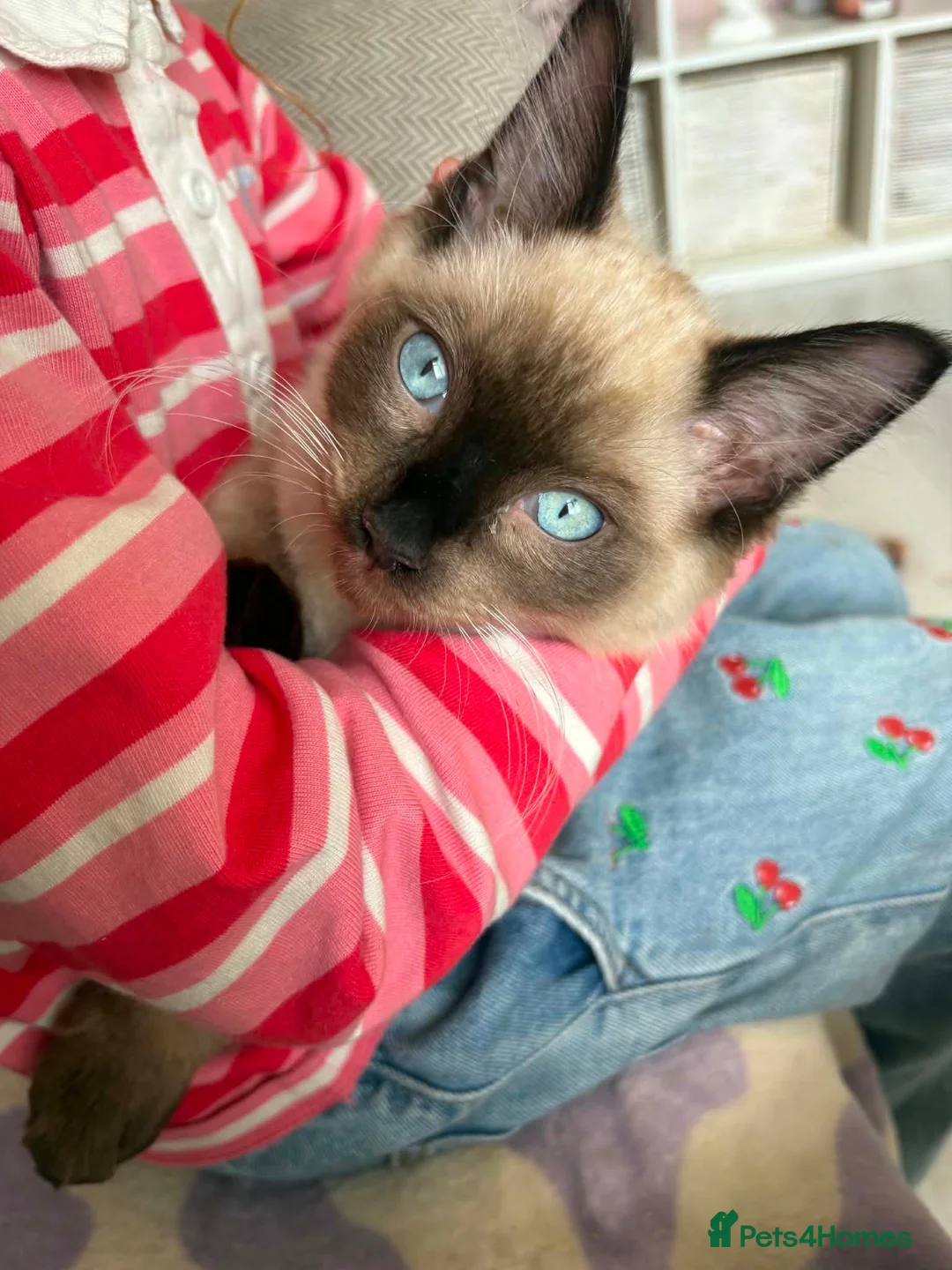 Ragdoll cats for sale: Beautiful ragdoll - Advert 9