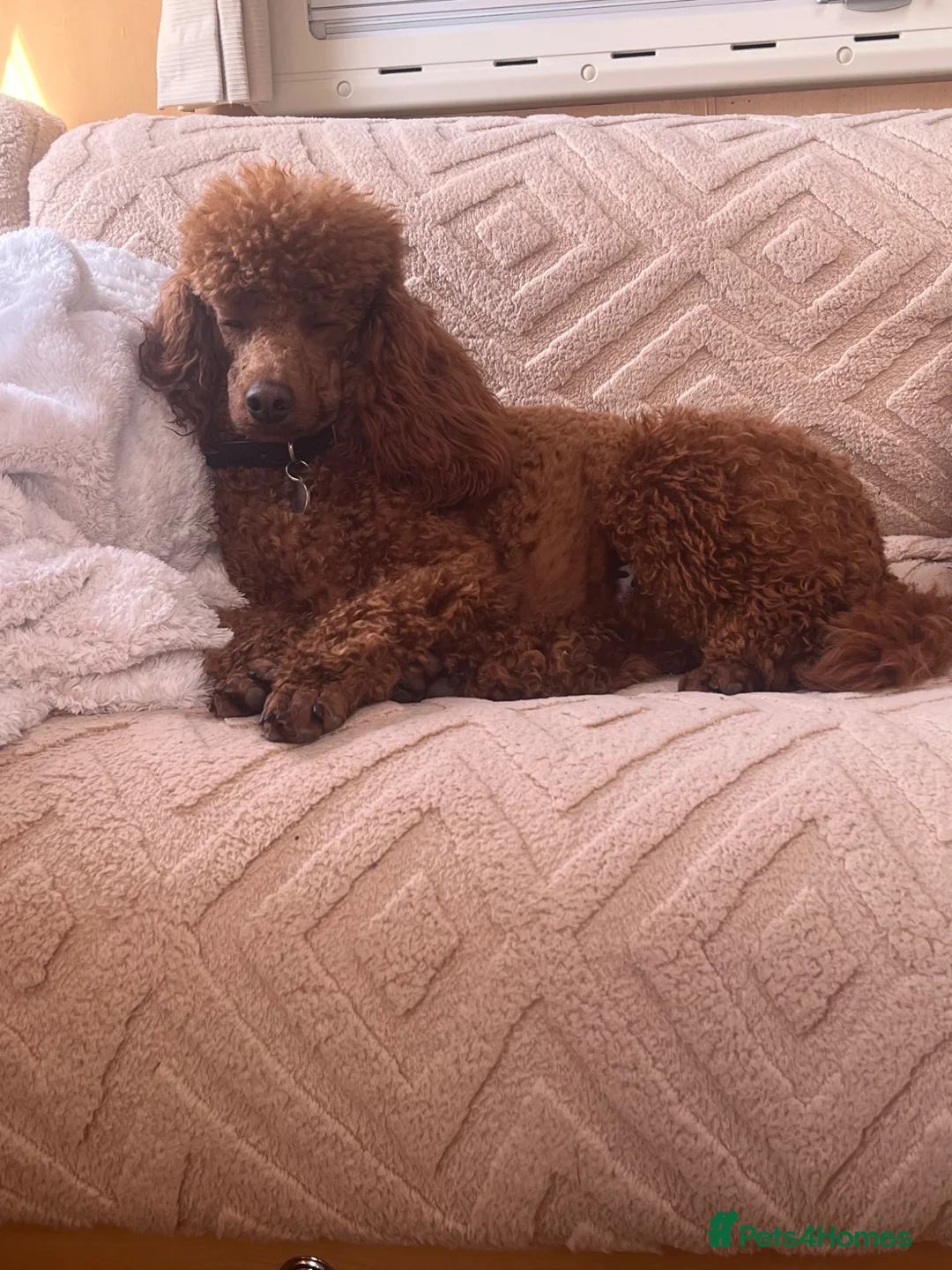 Cockapoo dogs for sale: STUNNING AMERICAN COCKAPOO ( Yankee Doodles)  - Advert 15