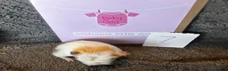 Guinea Pig rodents for sale: Babies ready 2 reserve girls&boys  - Advert 23