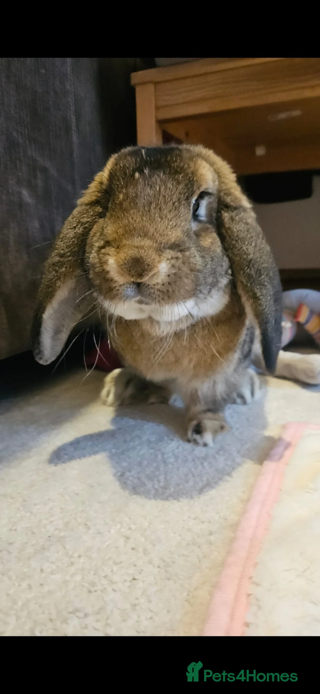 French Lop rabbits for sale: Very gentle litter trained Giant French Lop male  - Advert 2