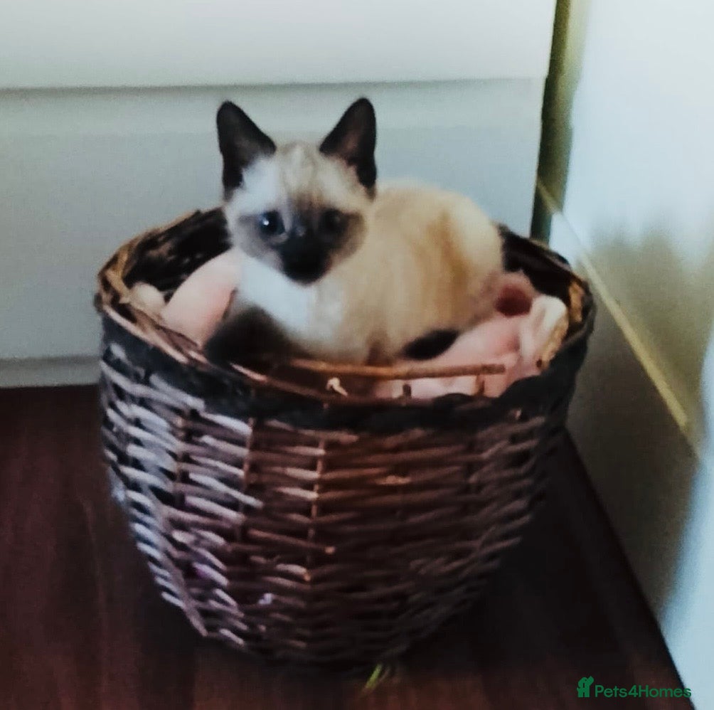 Siamese cats (1 Left)beautiful Kitten Lokking forever Home 🏡❤️ - Advert 1