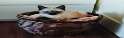 Siamese cats for sale: (1 Left)beautiful Kitten Lokking forever Home 🏡❤️ - Advert 2