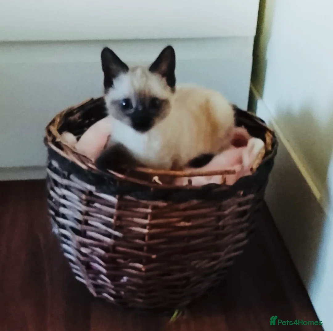 Siamese cats for sale: (1 Left)beautiful Kitten Lokking forever Home 🏡❤️ - Advert 2