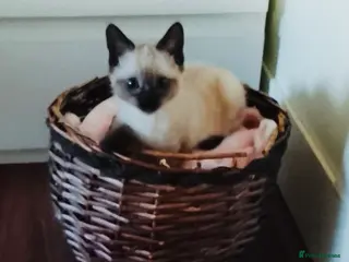 Siamese cats (1 Left)beautiful Kitten Lokking forever Home 🏡❤️ - Advert 1