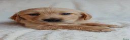 Golden Retriever dogs for sale: Beautiful golden retrievers - Advert 3