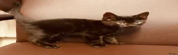 British Shorthair cats for sale: Kittens for sale - Advert 7