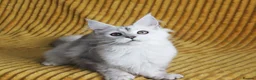Maine Coon cats for sale: Pedigree Silver Shaded Beauties TICA Registered - Advert 8